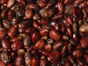 Castor Seeds