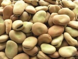 Fava bean (ባቄላ)