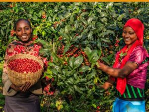 Gimbi/Lekempti Coffee: The Heart of Ethiopian Flavor