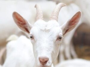 Goats