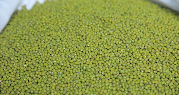 Green Mung Bean