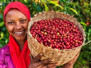 Guji Coffee