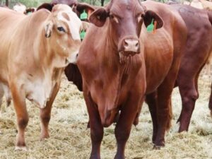 Livestock