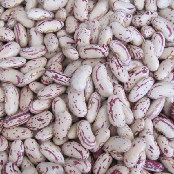 Light Speckled Kidney Bean