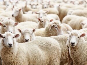 Sheep