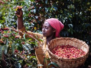 Sidama Coffee