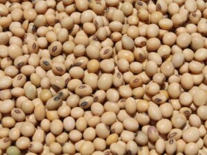 Soybean (Non-GMO)