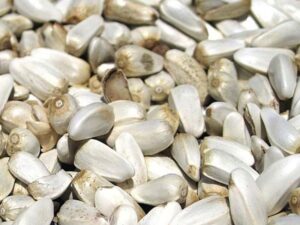 Sunflower Seeds
