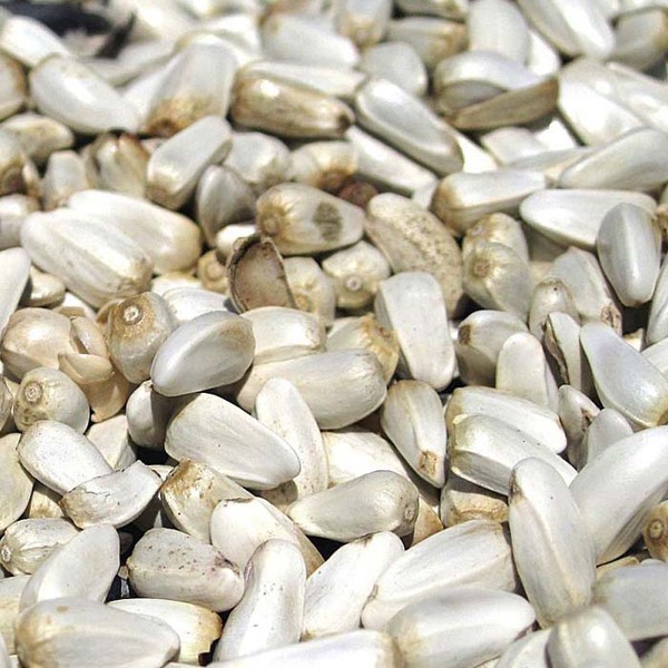 Sunflower Seeds