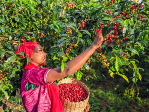 Tepi Coffee: A Hidden Ethiopian Treasure