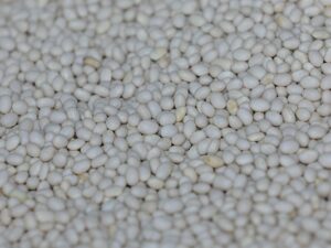 White pea beans