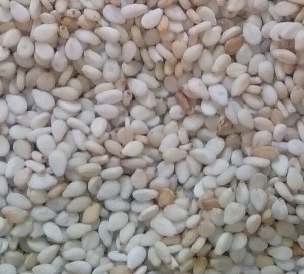 Wollega Sesame Seeds