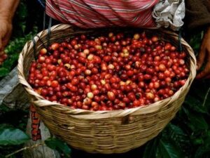Yirgacheffe Coffee